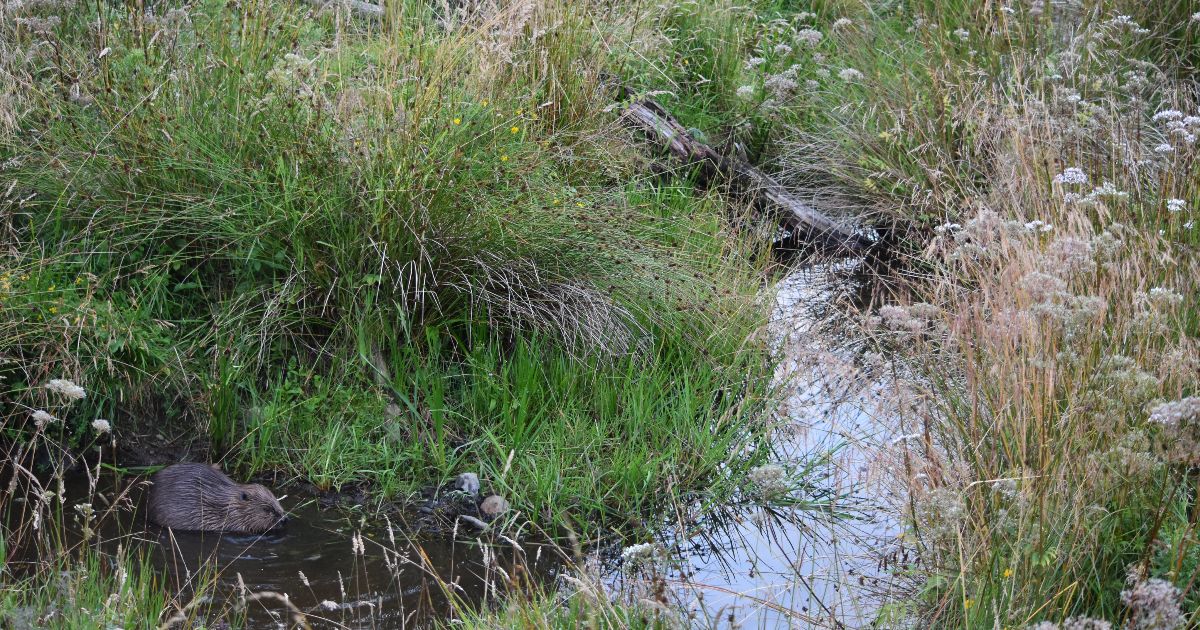 A beaver created wetland in the Bamff Estate, Perthshire